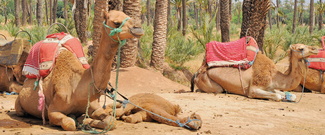 La Palmeraie de Marrakech