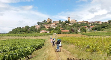 beaujolais oingt vignes