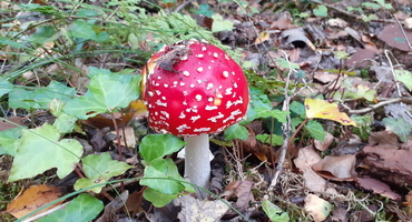 champignons touquet decouverte segway