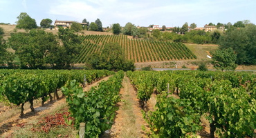 vue salle séminaire vignes