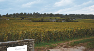 Balade vignoble Chasagne-Montrachet