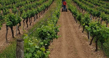 midi-quercy-escapade-dans-les-vignes